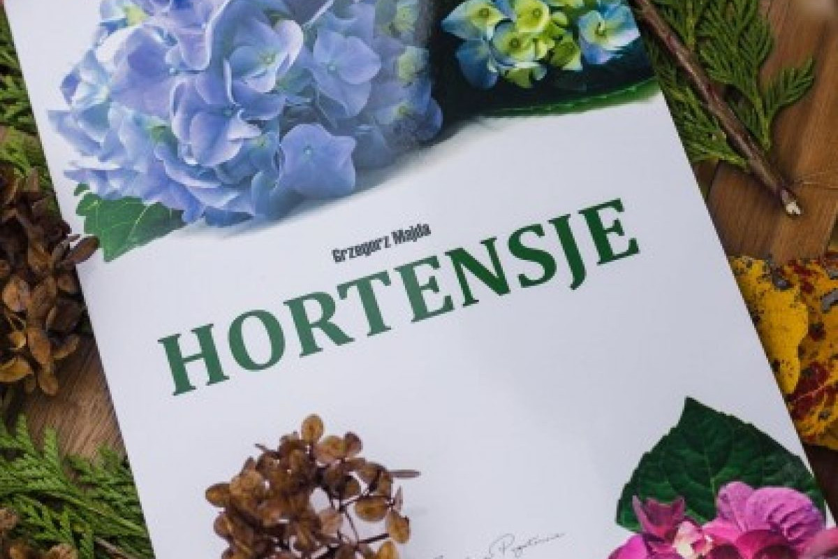 Hortensje - katalog