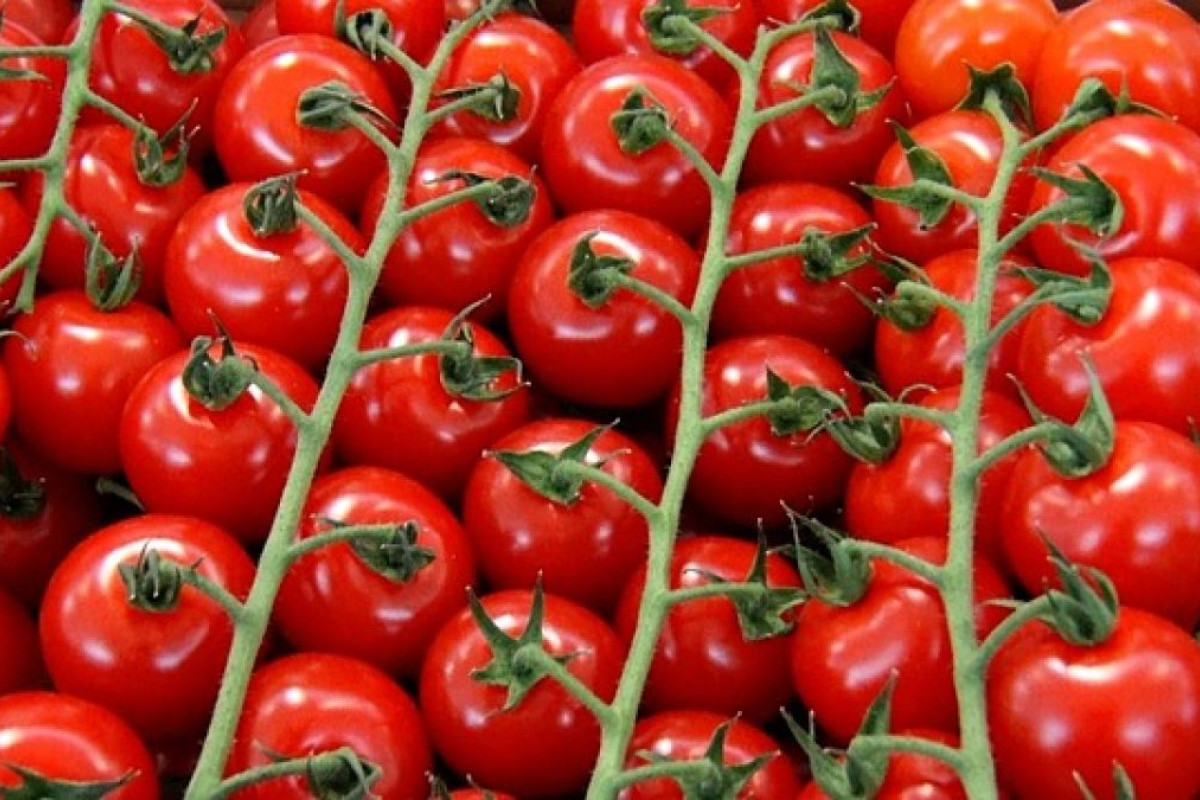 How can you save tomato seedlings?