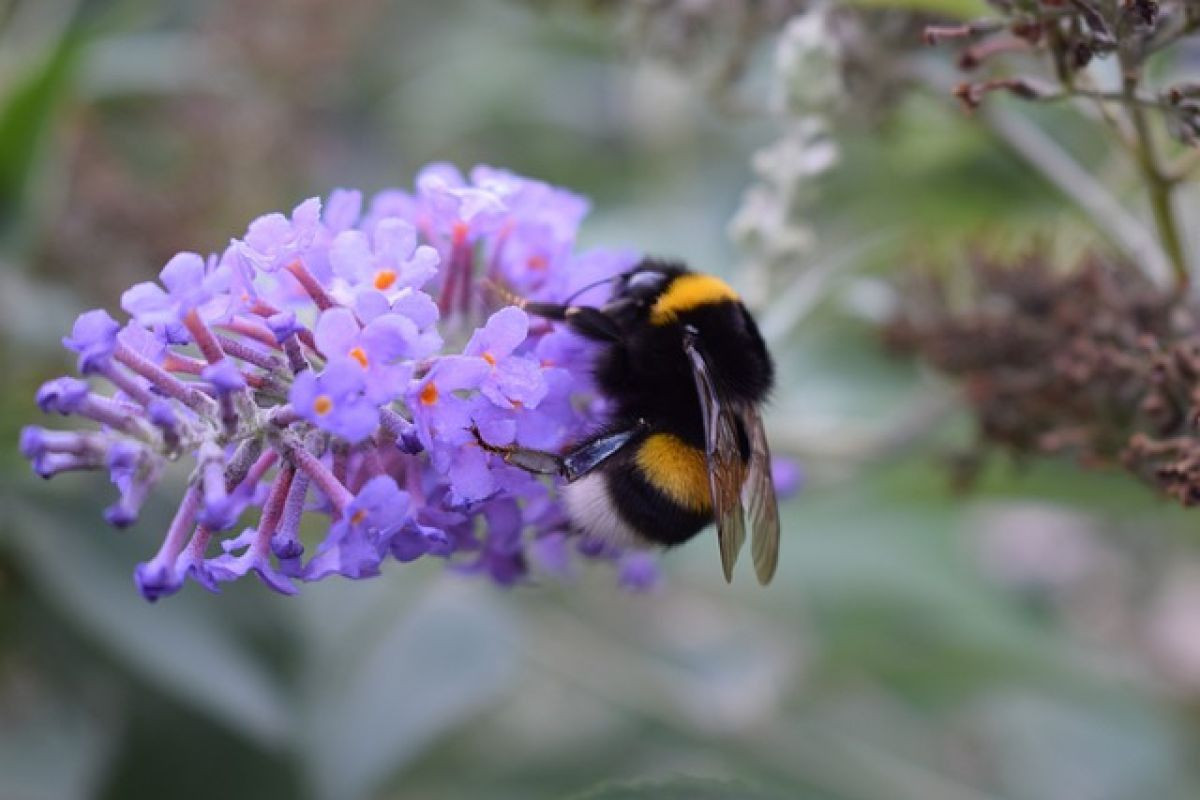 Bumblebees are Important Too!