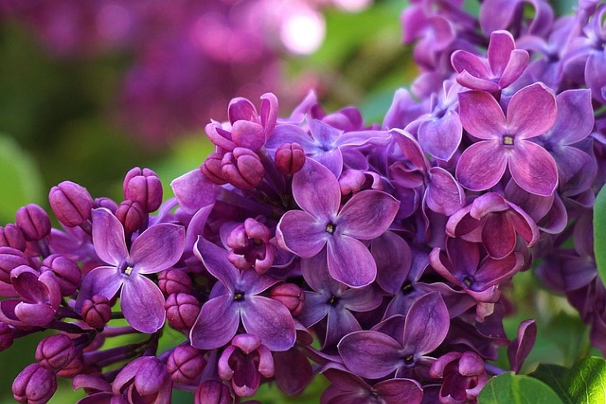 What is the best rootstock for grafting lilacs?