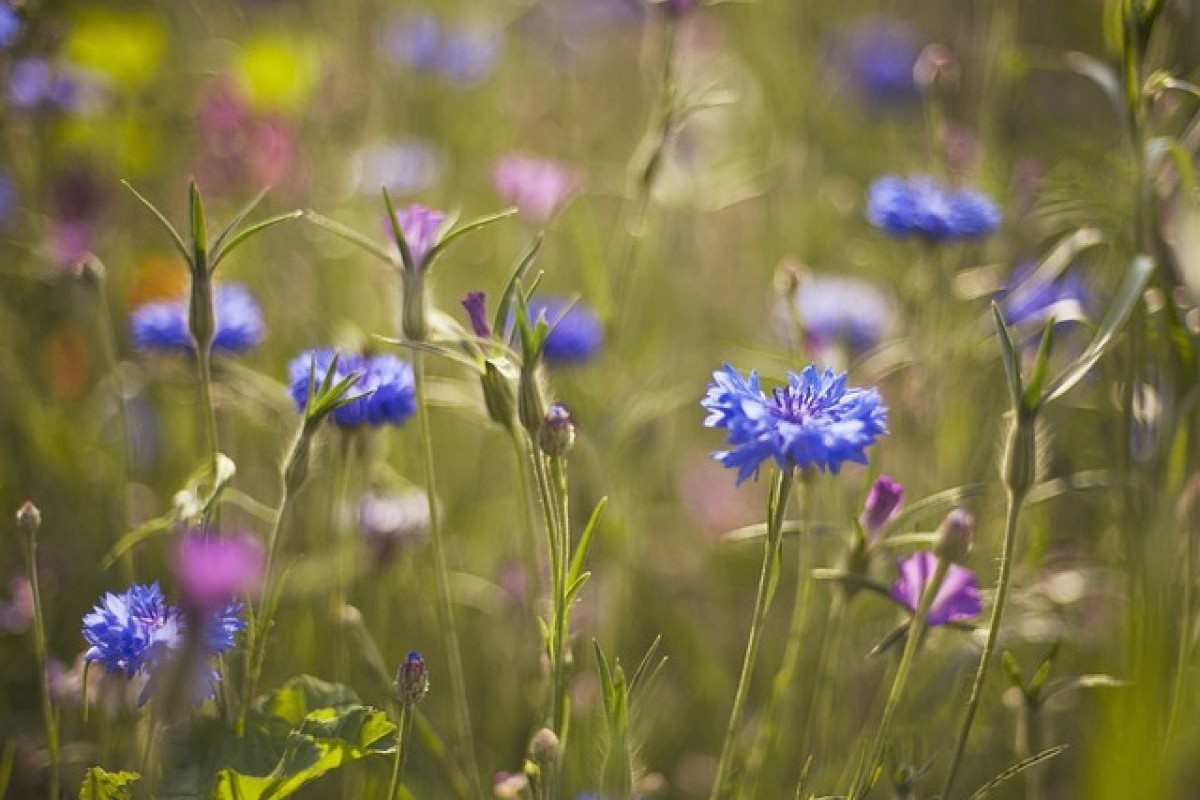 Sowing a Flower Meadow from Own Seeds