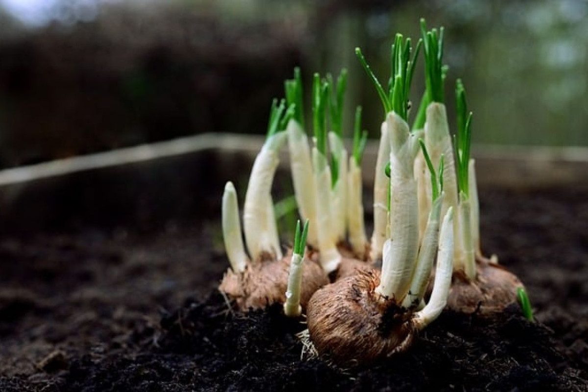 How to Plant Bulb Plants?