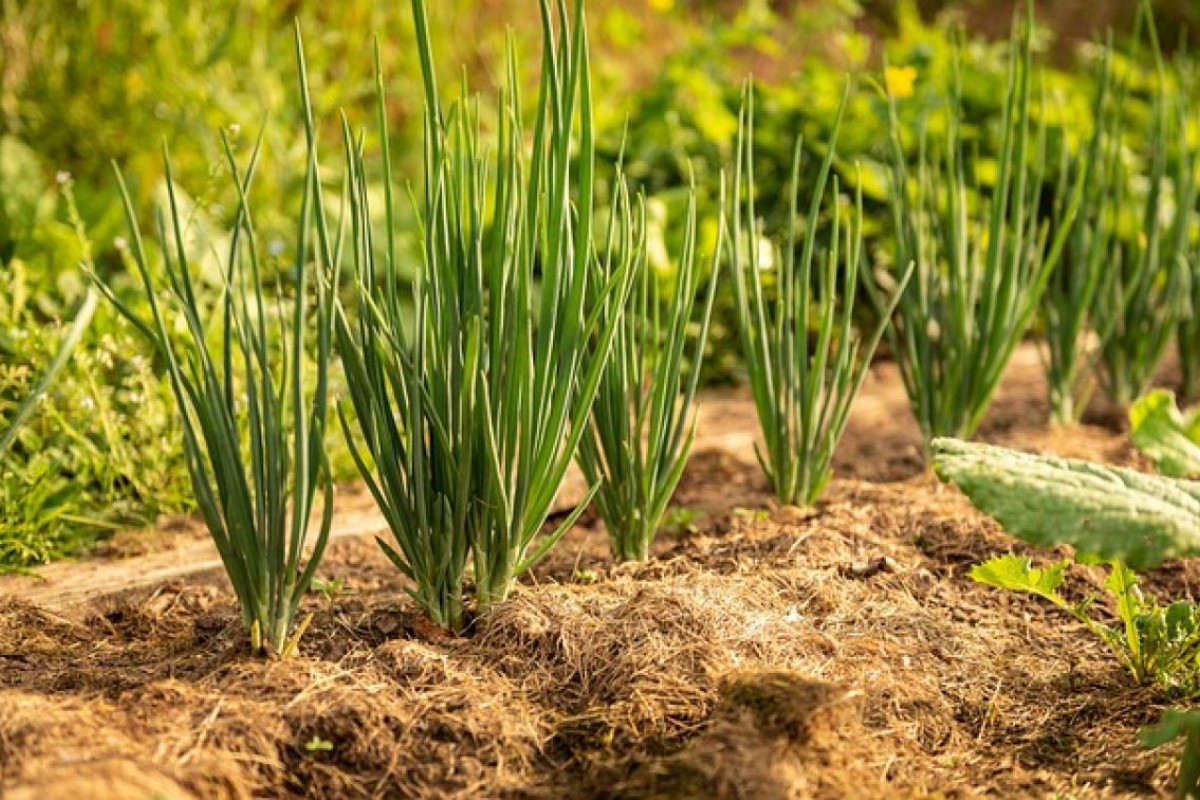 Why is it sensible to cultivate spring onions?