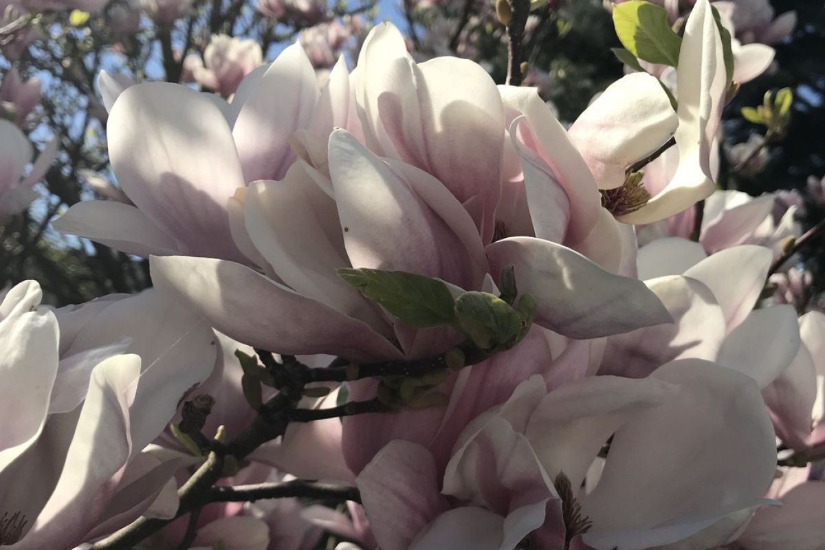 Magnolia varieties - what are the differences?