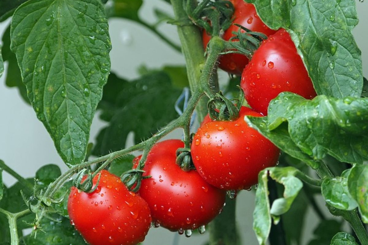 In which location and soil do tomatoes thrive?