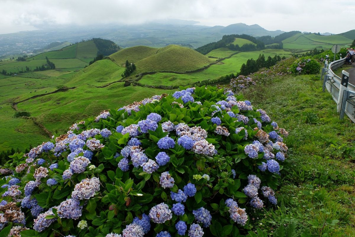 Hydrangeas - The Trademark of the Azores